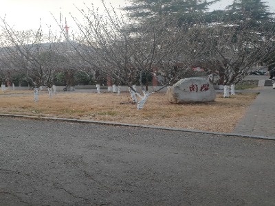 淮北师大大学-樱园