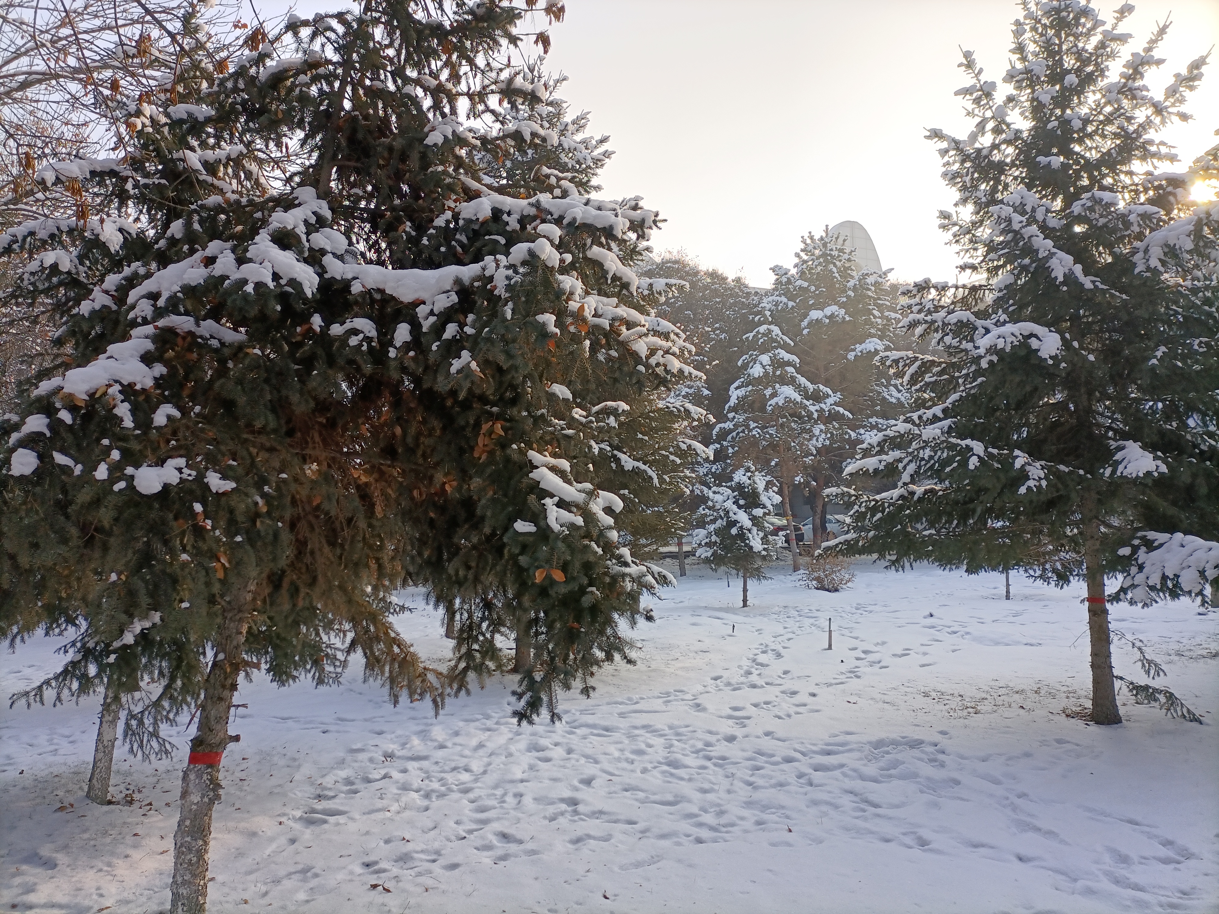 石河子大雪-中区植物园