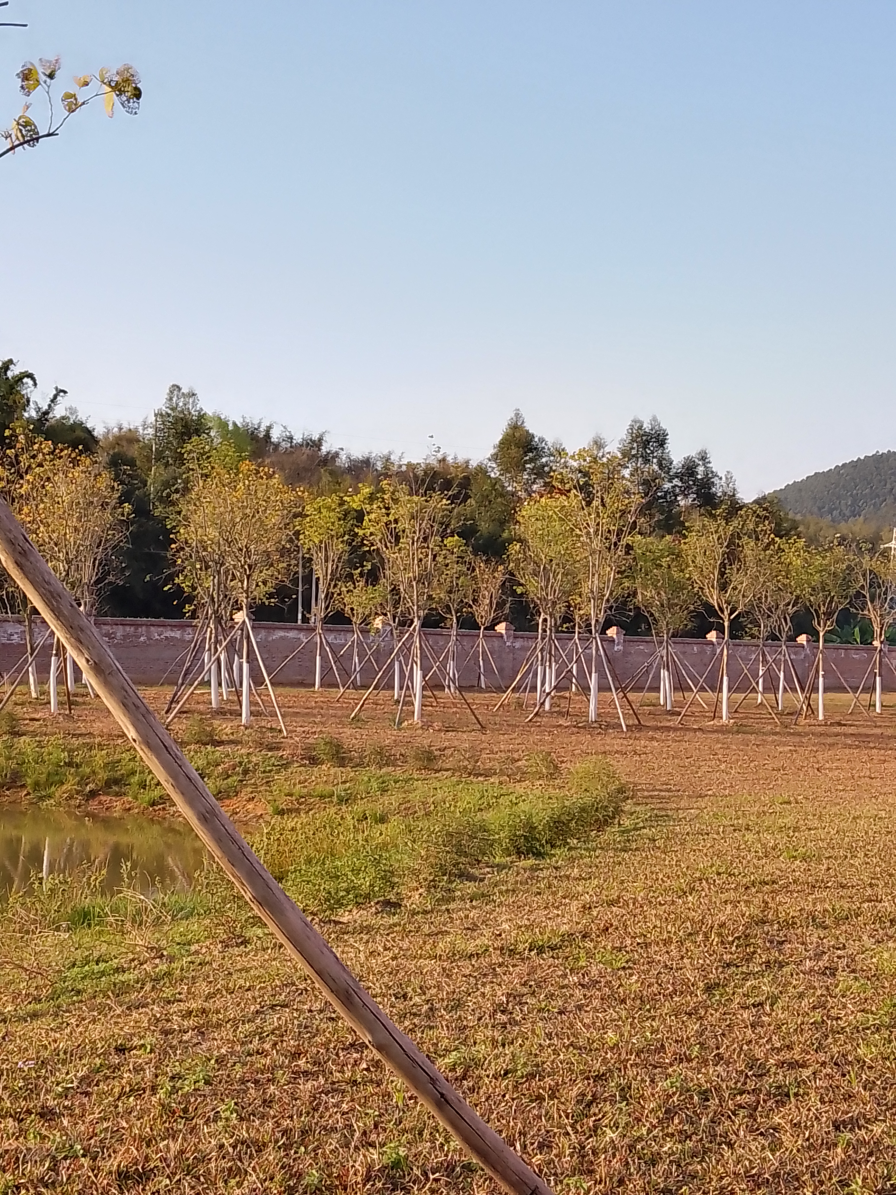 广州划伤学院(四会校区)-小树林